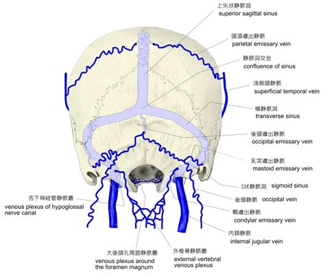 耳珠位置|Visual Anatomy 視覚解剖学